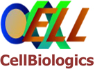 Cell biologics常用產(chǎn)品
